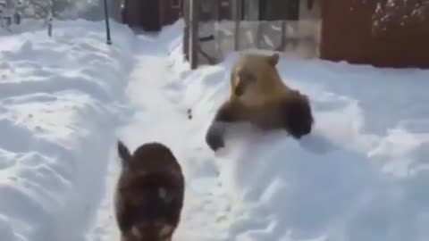 RAWR Imma Bear IDC