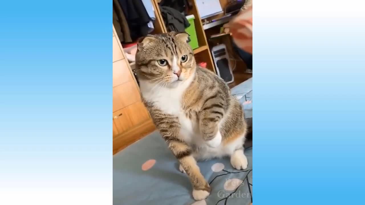 Funny and Cute Cat's Life 2