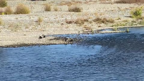 American River Turkey Vultures