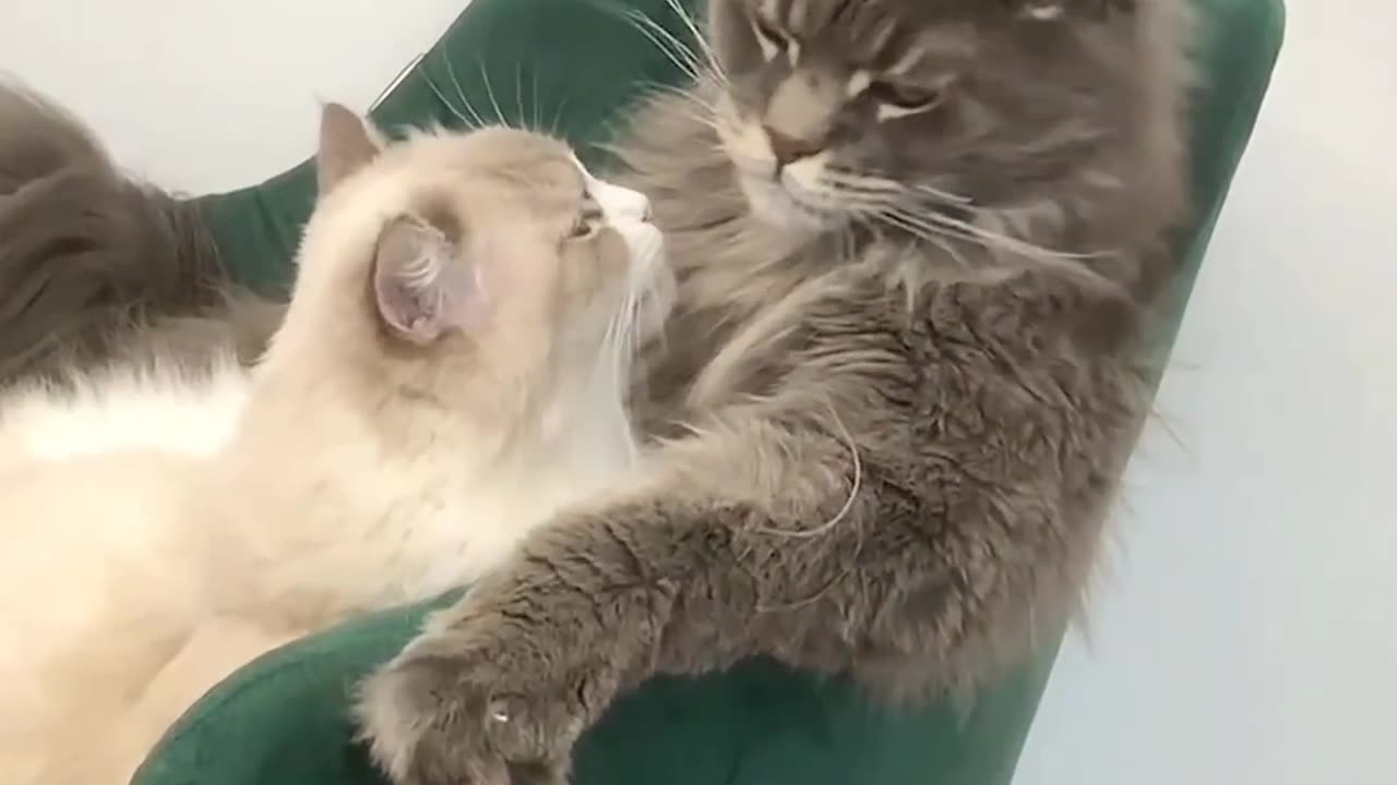 🙏❤️🎉🎉🎉🎊🎊🎊️SWEET AND FUNNY ANIMALS SHOTS 🙏❤️❤️🎉🎉🎉🎊🎊🎊