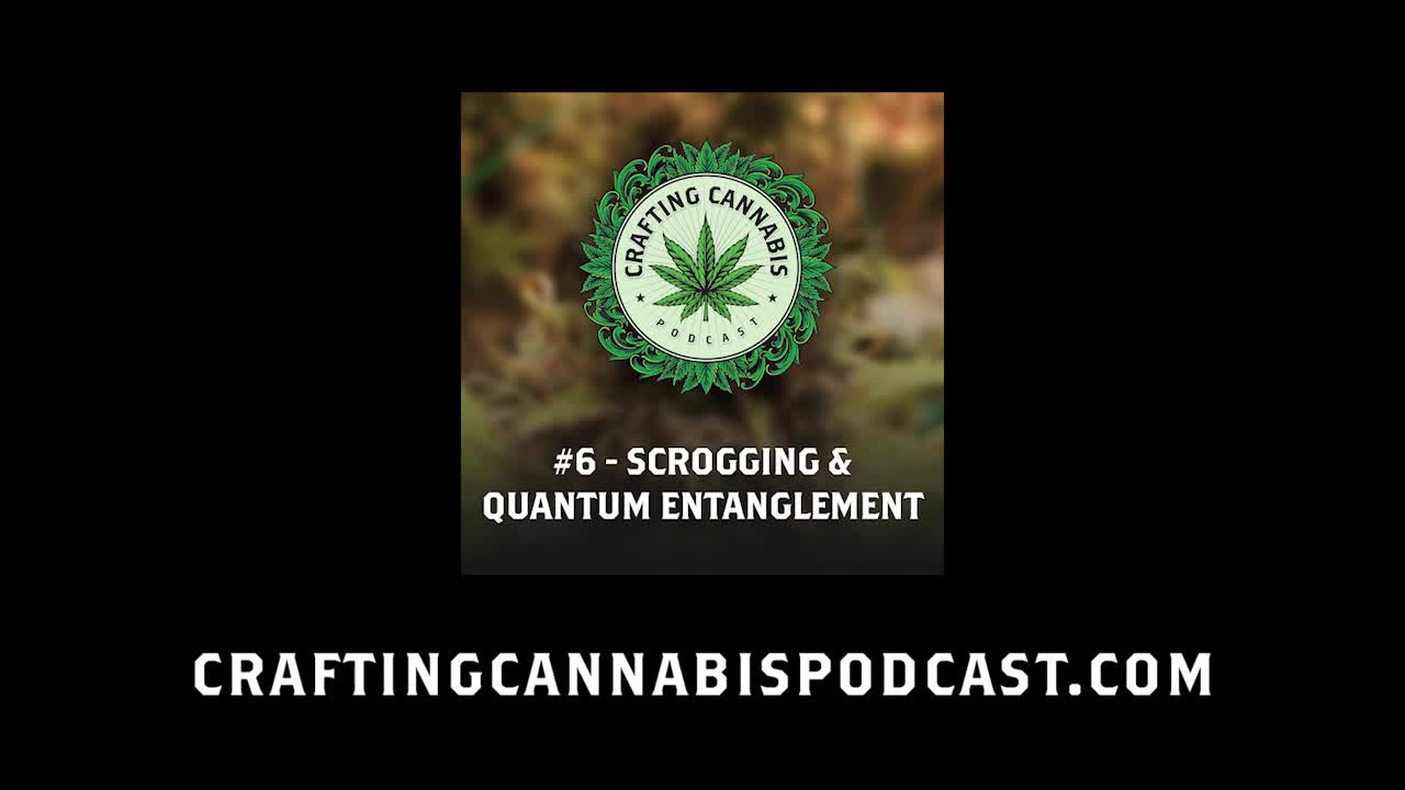 #6 - Scrogging & Quantum Entanglement