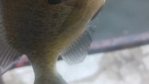 Bluegill bread