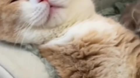 🐱 Funny cat videos | cute cats | Try not to laugh | Cat videos Compilation #shorts 🐈