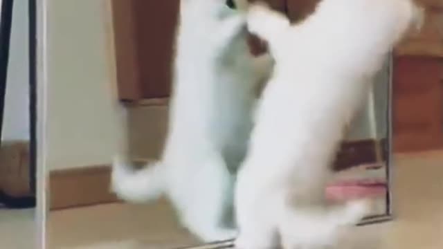 #animal #cat #cute little cat