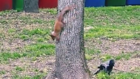 Bird chase Squirrel on trees_funny hahaah