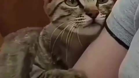 How lovely cat |love cats|
