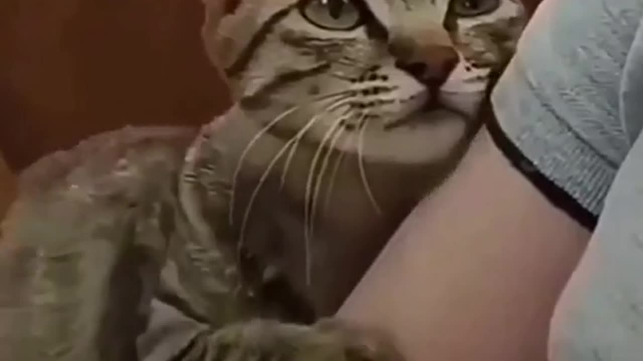 How lovely cat |love cats|
