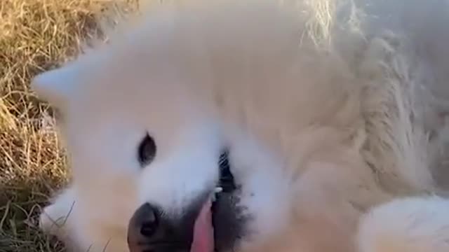 Hey! 🐾 ig wanderlust_samoyed