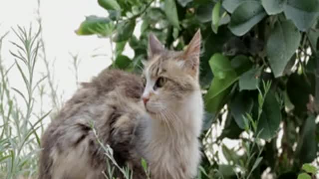 The cat looks at the future, so funny