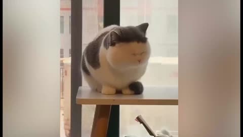Funniest Dog And Cat Videos - Best Funny Animals Videos 2023