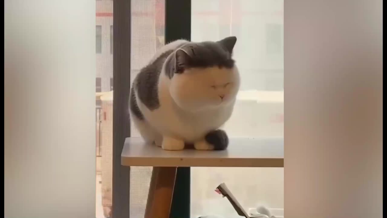 Funniest Dog And Cat Videos - Best Funny Animals Videos 2023