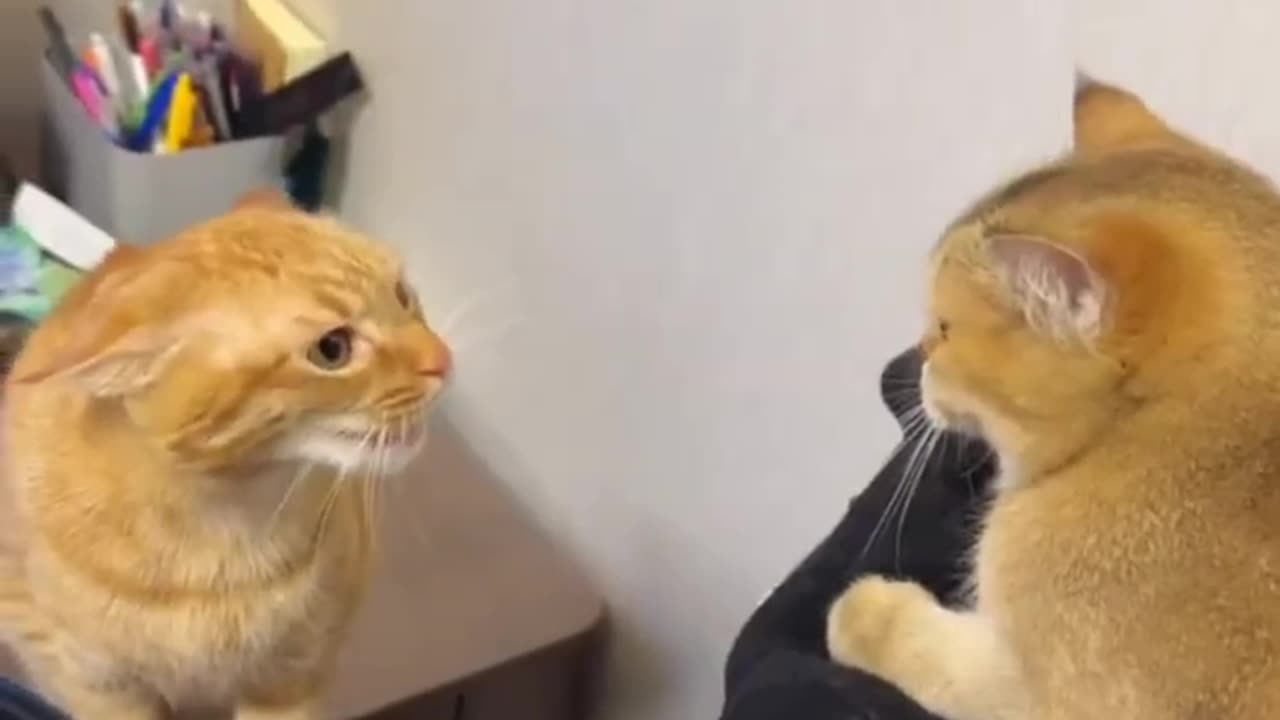 CAT FIGHT COMPILATION