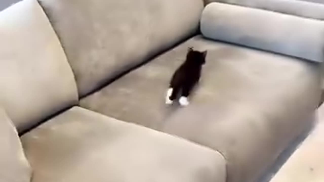 Cat on mission impossible