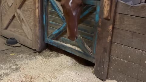 Horse Admits To Making Mess