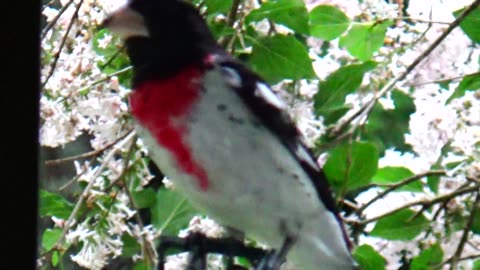 Rose-breasted grosbeak