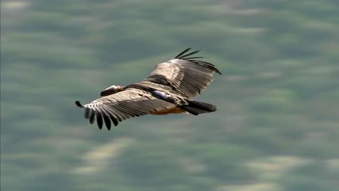 Eagle flying freely in the sky