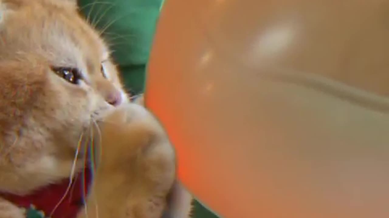 Cat likes to Play with Balloon