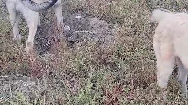 Puppy want something that her friend has