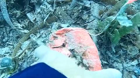 It's shocking what you can find in the ocean!