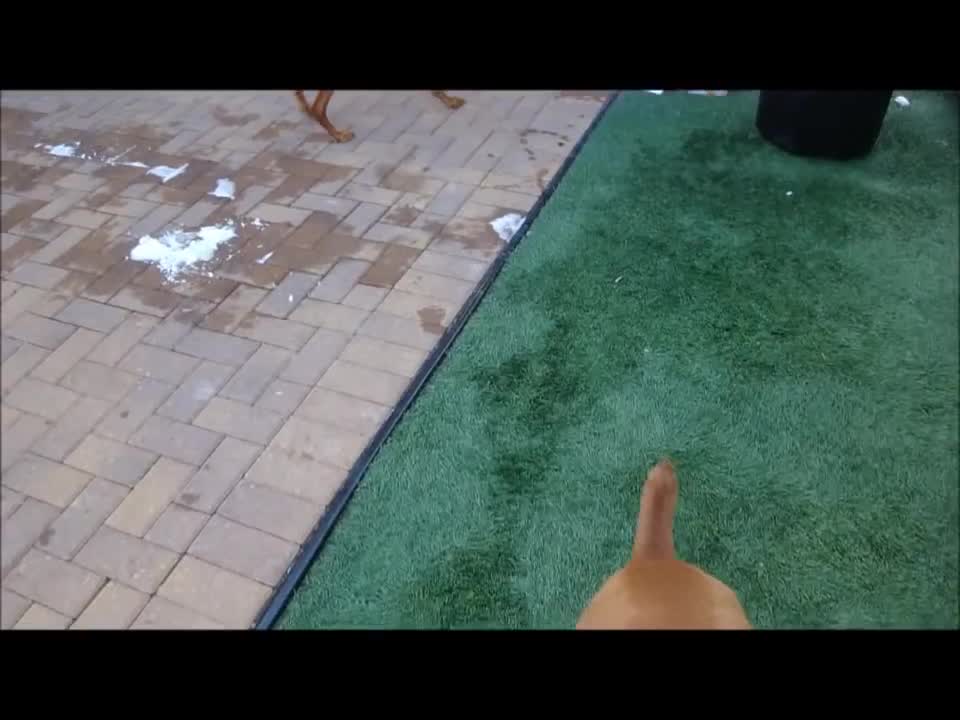 Vizsla Time! @ All American Pet Resort Royal Oak