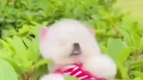 Funny and Cute Animals Videos 2023