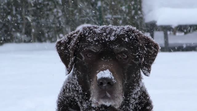 Labrador dog Labrador dog
