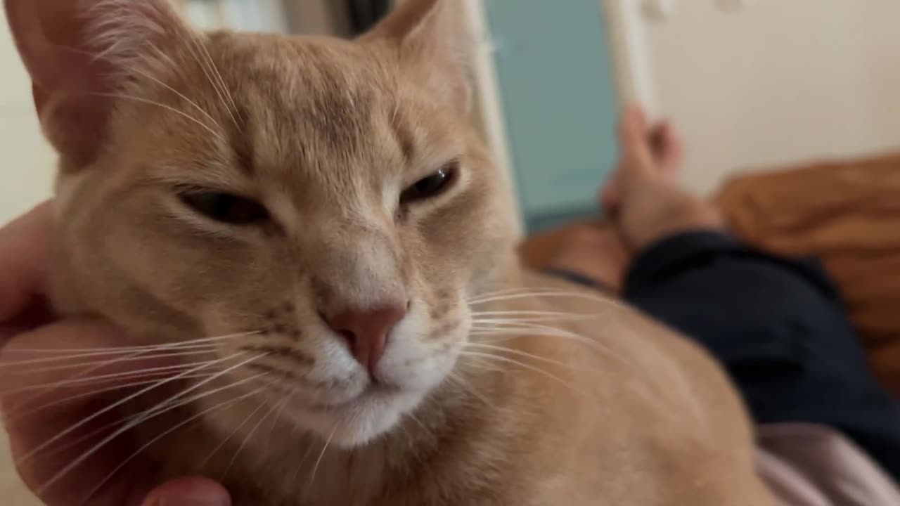 Adorable boi just wants to lay on Hooman