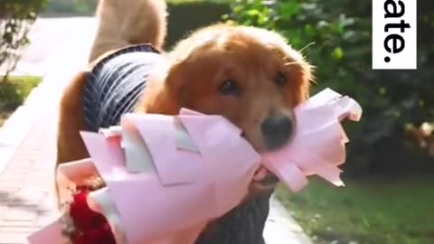 Dogs to go on a date, even in a special car is too stylish