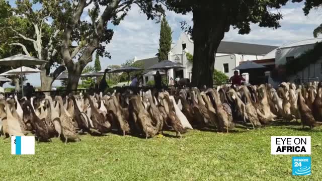 Ducks replace pesticides at South Africa vineyard