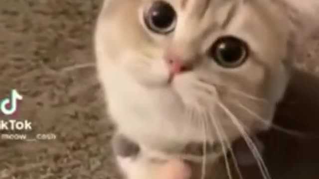 Cute funny cat videos