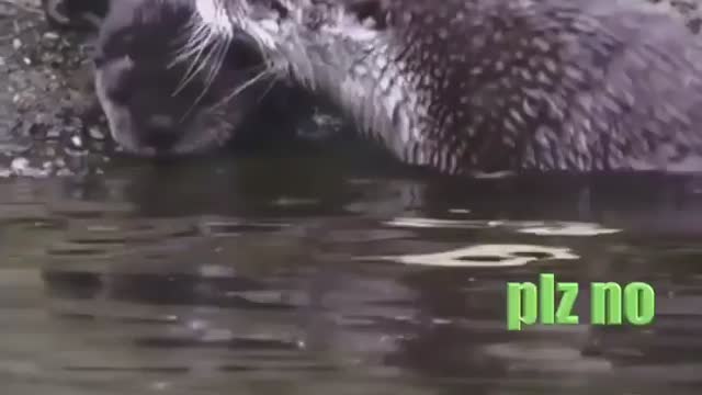 Funny Animal Dubbing / father teaches his son how to swim