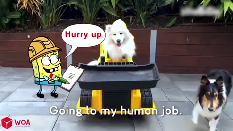 Funniest Cats and Dogs video
