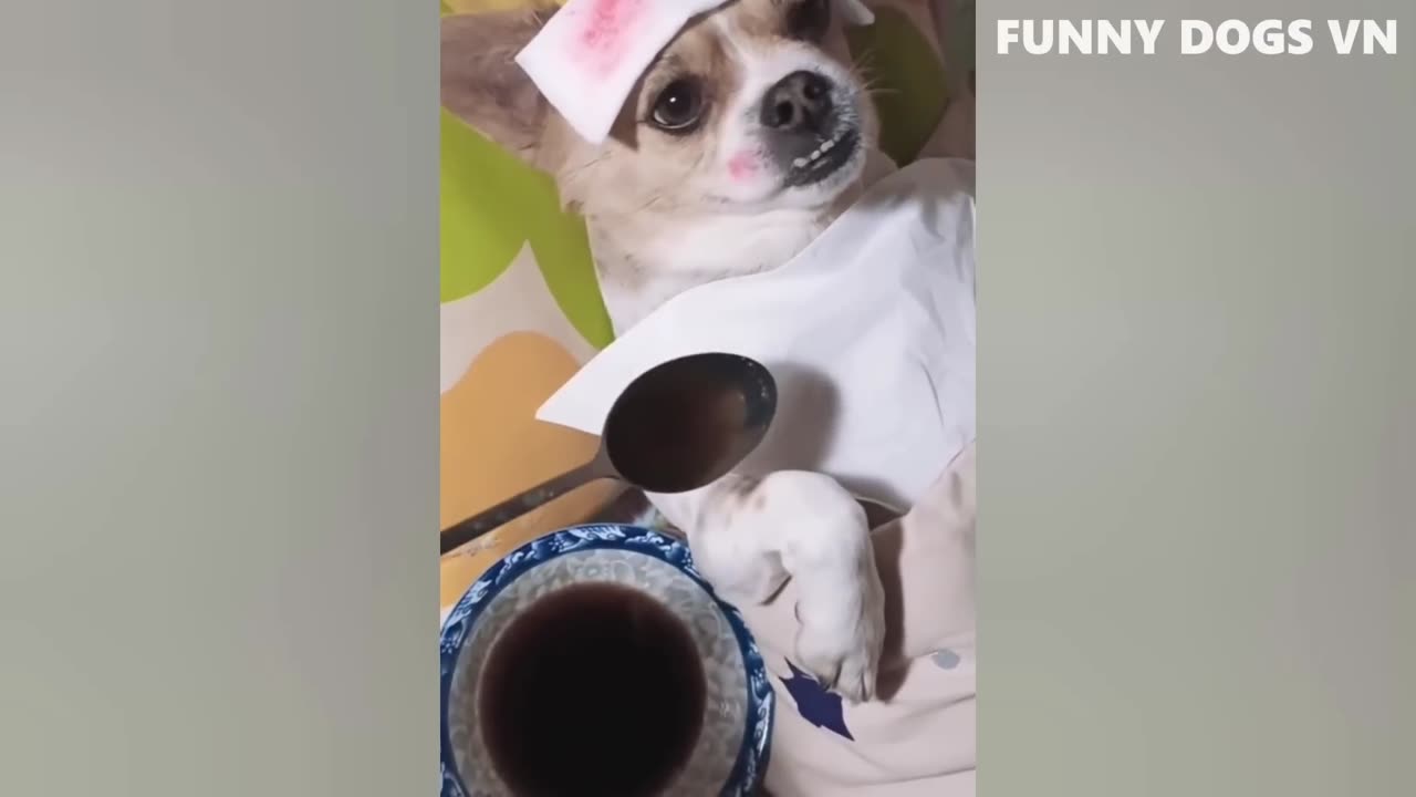 "The Ultimate Funny Cat and Dog Compilation"