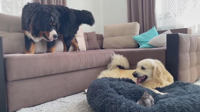 Golden Retriever and Bernese Mountain Dog Shocked by a Kitten occupying dog bed!