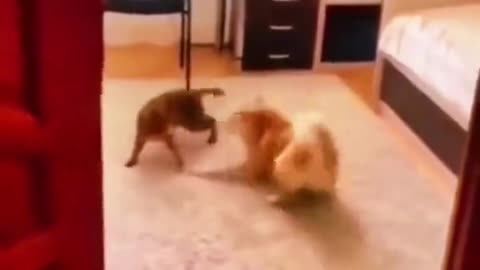 Funny animals videos