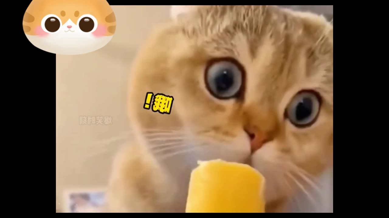 cat tasting ice-cream for the fist time ! funny cat cute kitten