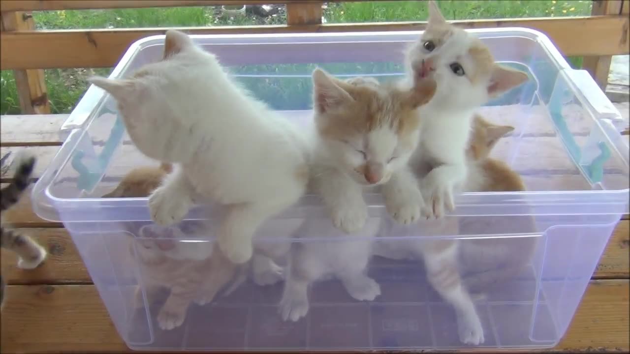 Kittens meowing (too much cuteness) - All talking at the same time!