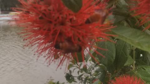 bee extracting honey from flower #nature #bee # honey