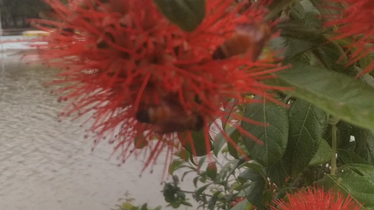 bee extracting honey from flower #nature #bee # honey