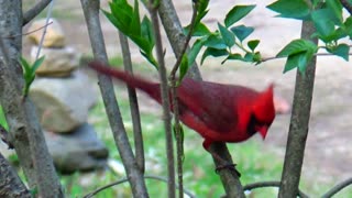 Cardinal