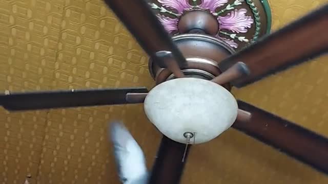 Pet Pigeon Likes Making Ceiling Fan Spin