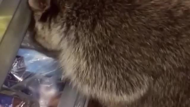 Crazy hungry raccoon