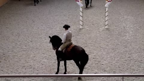 Portuguese School of Equestrian Art, Belem