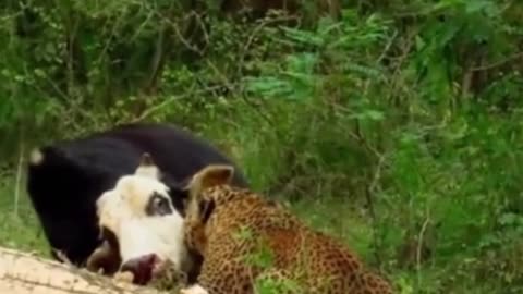 Poor cow. It's going to be food for leopards