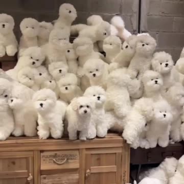 Imposter among imposters 😂🤣👍