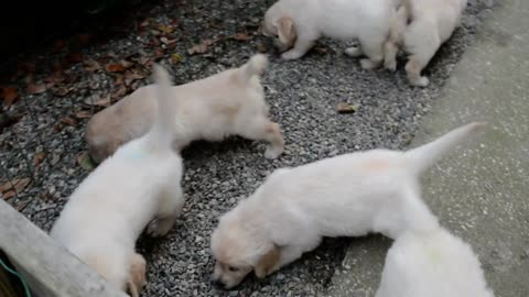 GOLDEN RETRIEVER DU HAUT FLECHERAY(38)