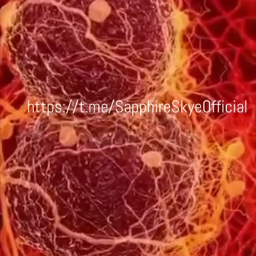 LONGEVITY & OPTIMAL HEALTH