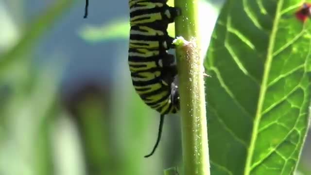 Monarch Butterfly Metamorphosis time-lapse FYV