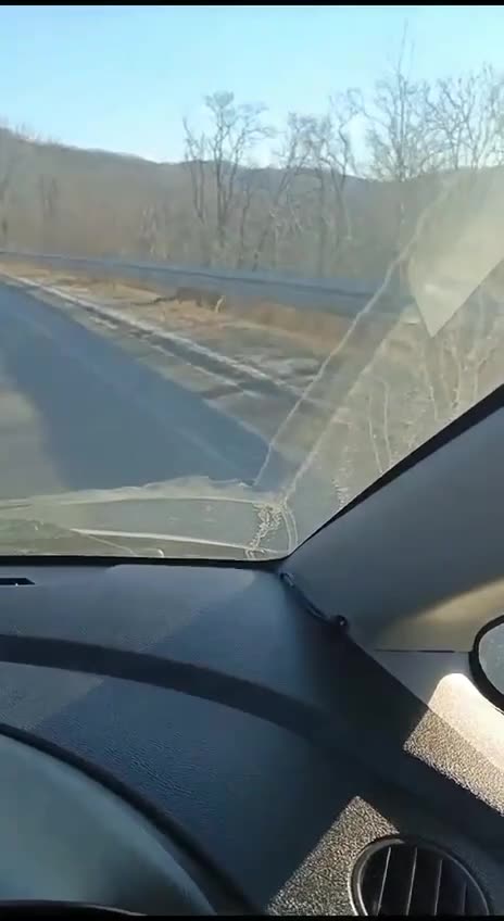 Honey. I found a stranded cat on the road. Brought it home