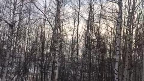 Winter forest